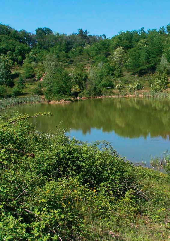 sasil-srl-riprisitni-ambientali-lago-gabella-1 Sasil Srl Ripristini ambientali
